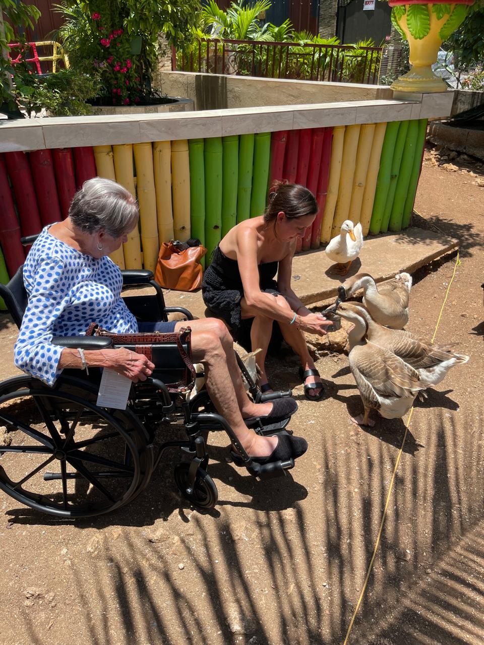Guests feeding geese